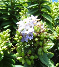 15 Blue flowers on  succulent bush