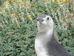 15 Penguin Chick at Otway Sound
