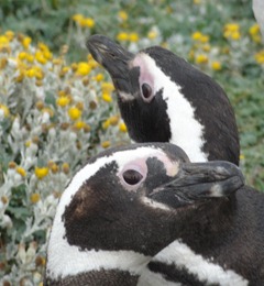 17 Penguins at Otway Sound near  Punta Arenas