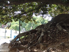 19 wide bottom tree in park