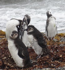 20 Penguins at Otway Sound near  Punta Arenas