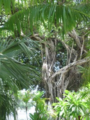 20 tree in Praca des Martyrs