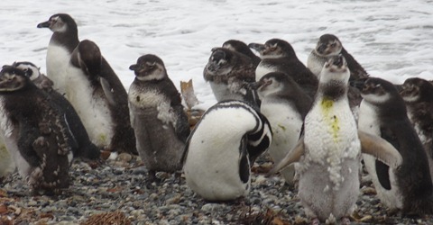 21 Penguins at Otway Sound near  Punta Arenas