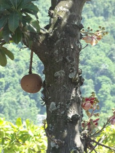 31 Cannonball tree