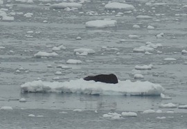 36 Seal on ice flow