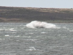 52 Tender heading to dock in inner harbor