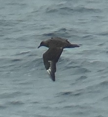 85 Sooty Albatross probably