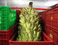 07 Banannas in vegetable storage room