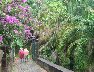 09 Purple azaleas near Commandant's house