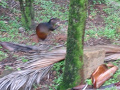 14 Agouti