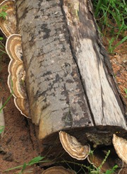 14 Log with fungus