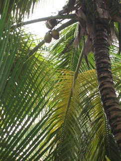 18 Coconut palm
