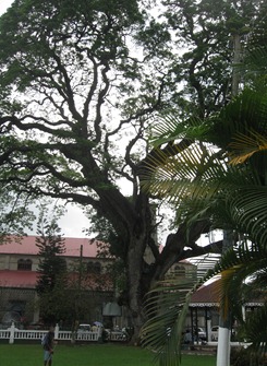 23 400 year old tree