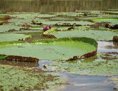 23 Lake January, giant water lillies