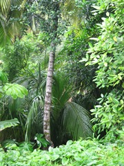 23 Rainforest