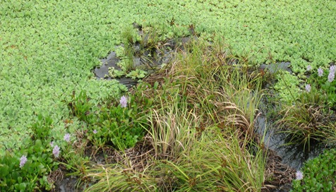 29 Water lillies in the reservoir
