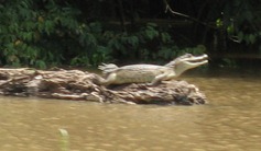 35 Alligator (Caiman) at Lake January