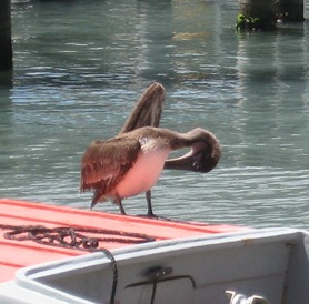 36 Pelican on boat