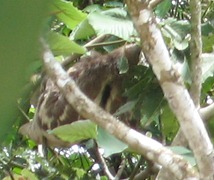 38 Sloth (upper left corner)