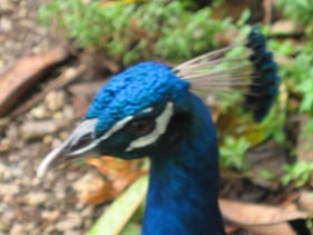 44 Peacock