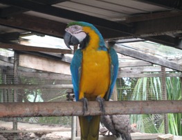 45 Blue parrot