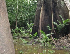 48 400 year old tree