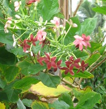 49 Red flowers by hotel