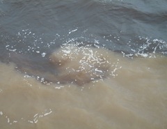 57 Meeting (Marriage) of the Waters (Rio Solimoes & Rio Negro)