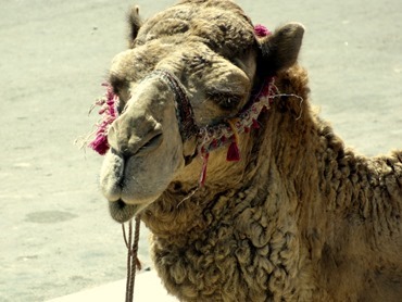 100a.  Agadir old Casbah (camels), Morocco