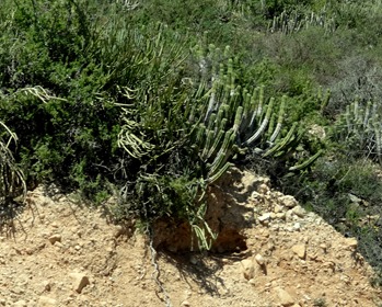 127a.  Views from Agadir old Casbah, Morocco (cactus)