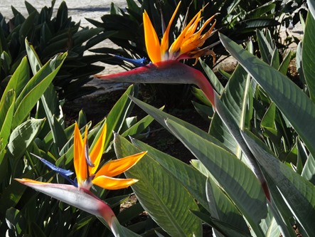 134. Funchal, Madeira Ribeira Brava