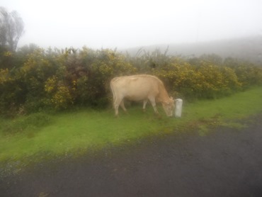 146. Funchal, Madeira Paul da Serra (boggy high plains in mountains)