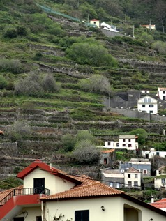 156a. Funchal, Madeira Porto Moniz (terraced hill)