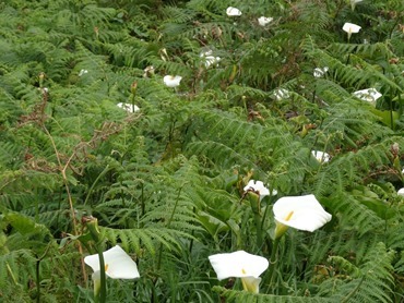 169. Funchal, Madeira Sexial