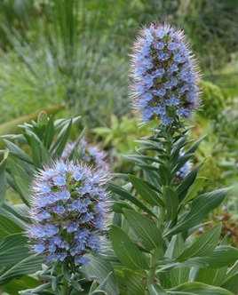 170a. Funchal, Madeira Sexial (blue flowers cropped)