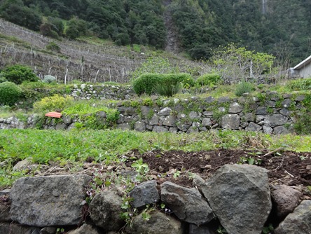 174. Funchal, Madeira Sexial