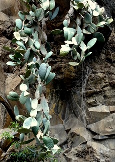 185a. Funchal, Madeira Sao Vicente (prickly pears in cemetery)
