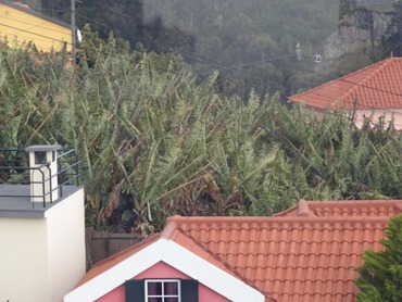 26a. Funchal, Madeira 03-24-13 straightened