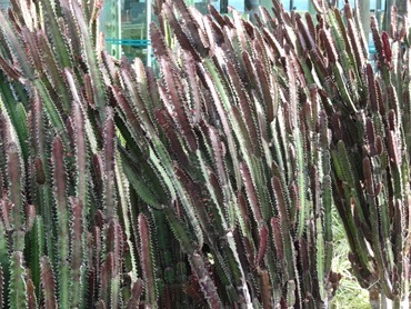 35. Funchal, Madeira 03-24-13