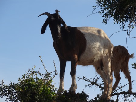 6.  Agadir, Morocco (goats in tree)