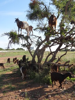 7.  Agadir, Morocco (goats in tree)
