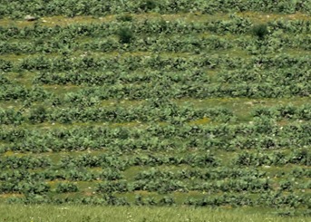 8a. Road from Casablanca to Marrakesh-hill of prickly pear