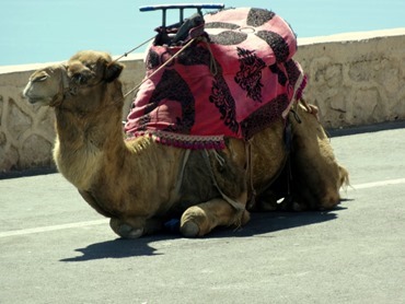 99a.  Agadir old Casbah (camels), Morocco