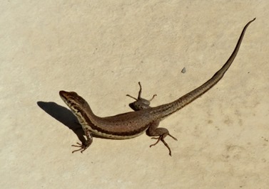 29. Larnaka Kition temples