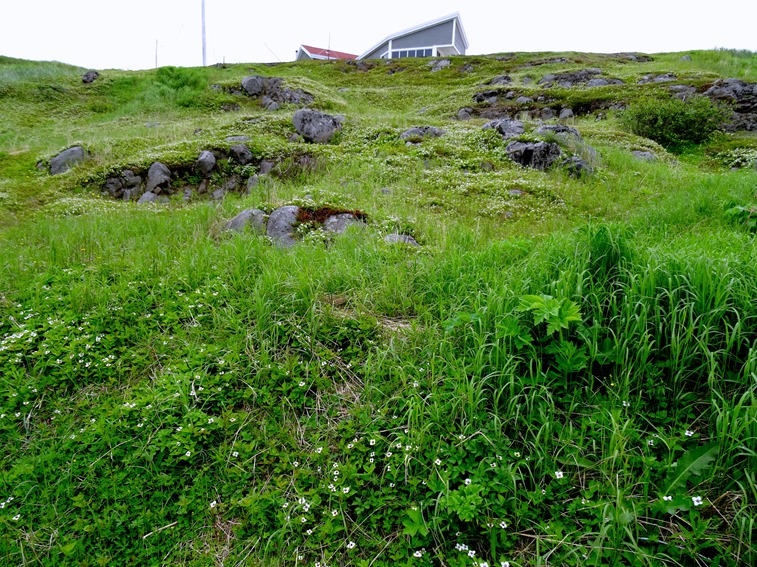 001. Red Bank, Labrador 2-16-2014