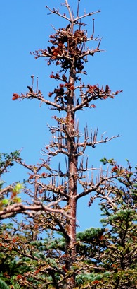 004.  Corner Brook, Newfoundland (Grand Morne Park) 7-15-2014004.  Corner Brook, Newfoundland 7-15-2014