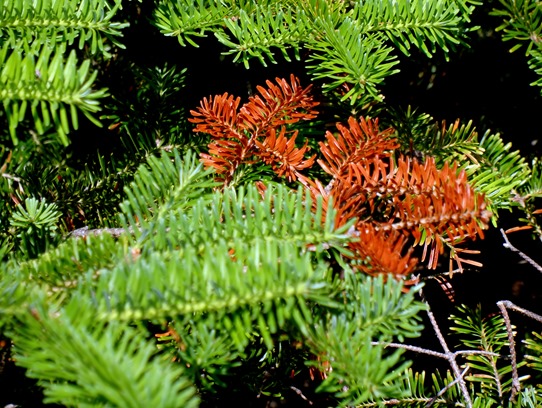 015.  Corner Brook, Newfoundland (Grand Morne Park) 7-15-2014015.  Corner Brook, Newfoundland 7-15-2014