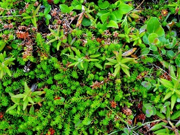 015. Red Bank, Labrador 2-16-2014