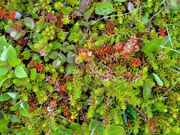 018. Red Bank, Labrador 2-16-2014