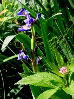 020.  Corner Brook, Newfoundland (Grand Morne Park) 7-15-2014020.  Corner Brook, Newfoundland 7-15-2014